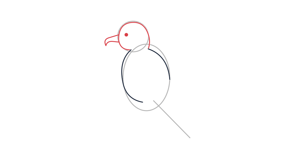 Everglades snail kite drawing tutorial: a perched bird in 6 steps — step 2: Draw the slender hooked bill