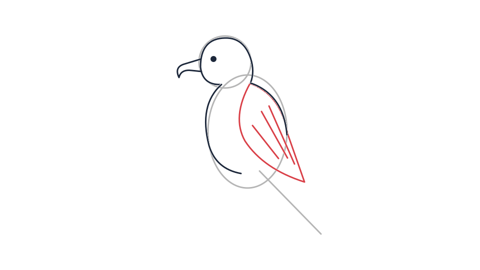Everglades snail kite drawing tutorial: a perched bird in 6 steps — step 3: Place the folded wing