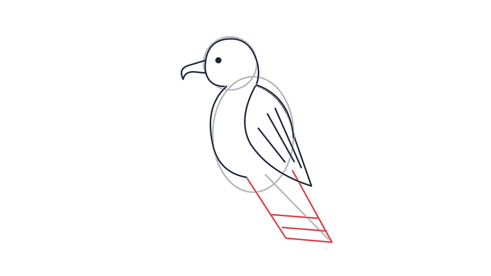 Everglades snail kite drawing tutorial: a perched bird in 6 steps — step 4: Extend the tail and reserve its pale base
