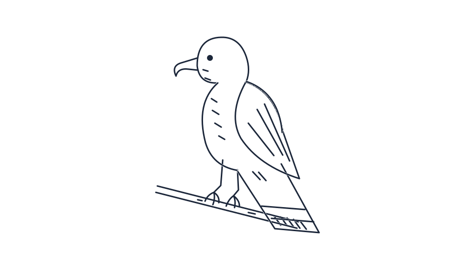 Everglades snail kite drawing tutorial: a perched bird in 6 steps — step 6: Group feathers and values