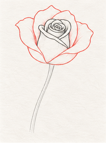 How to draw a rose, step 5: Open the outer petals