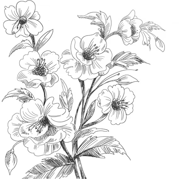 Nature drawing reference 9