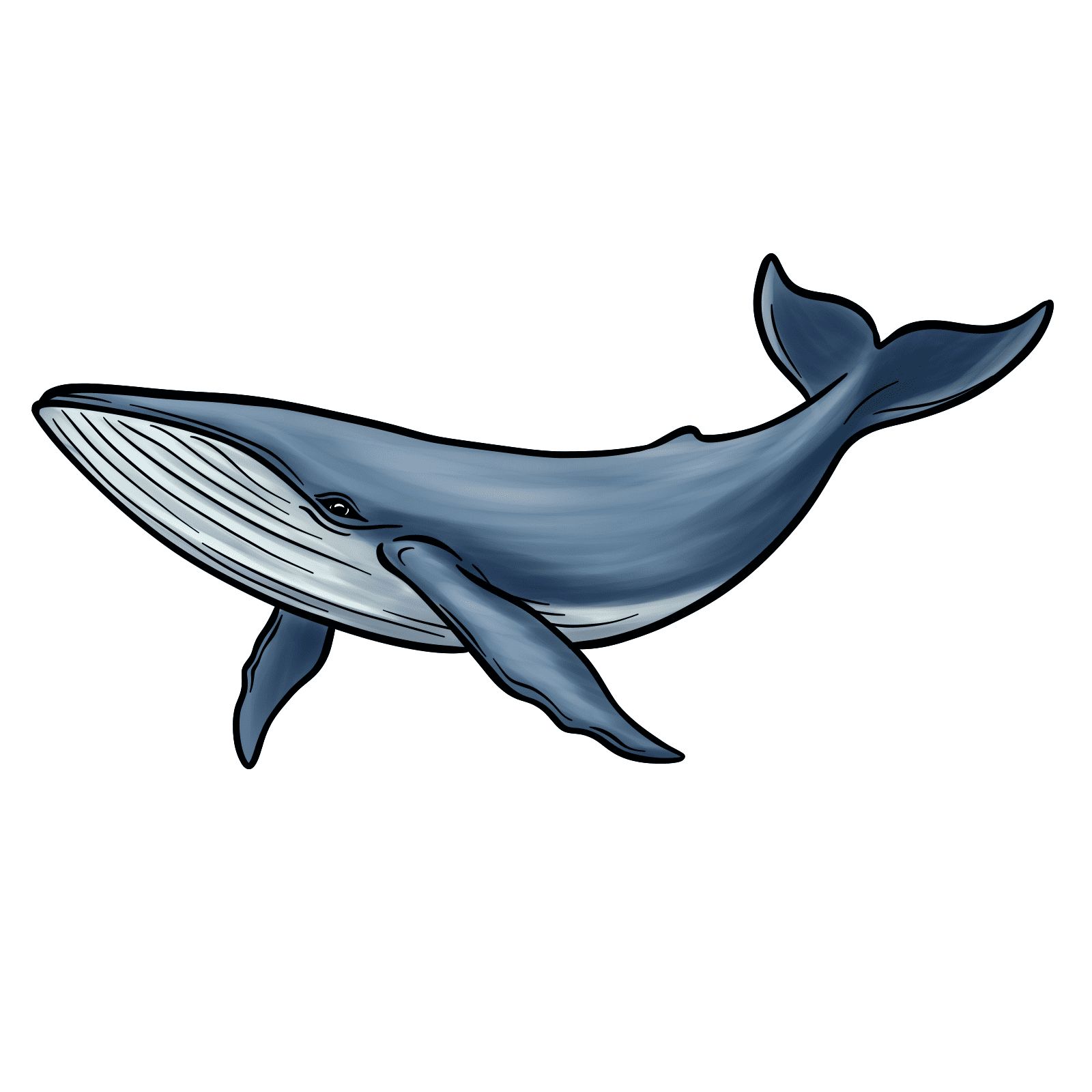 Blue_Whale