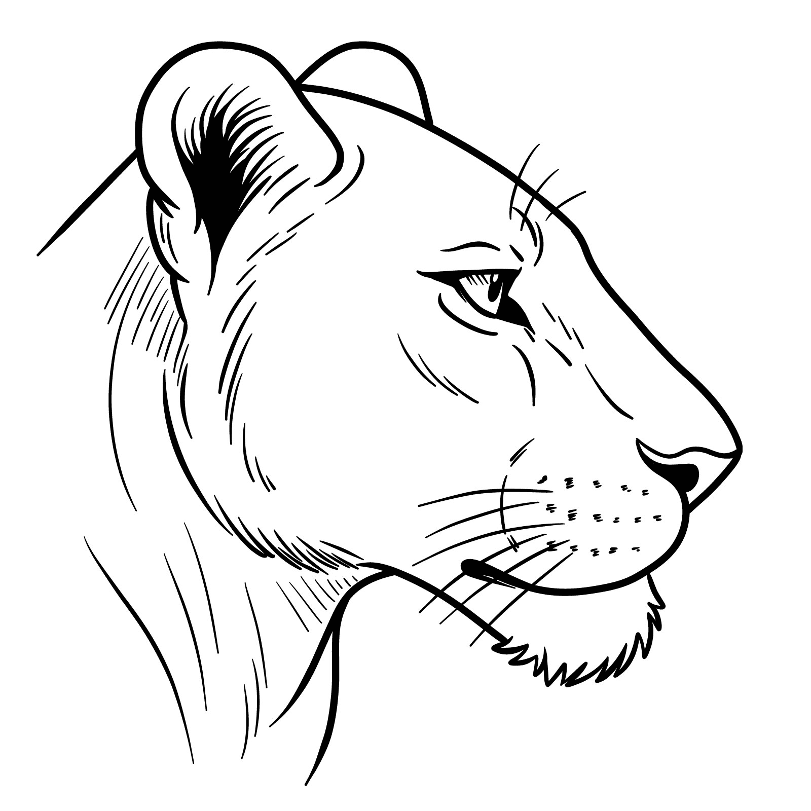Lioness_Face_Side