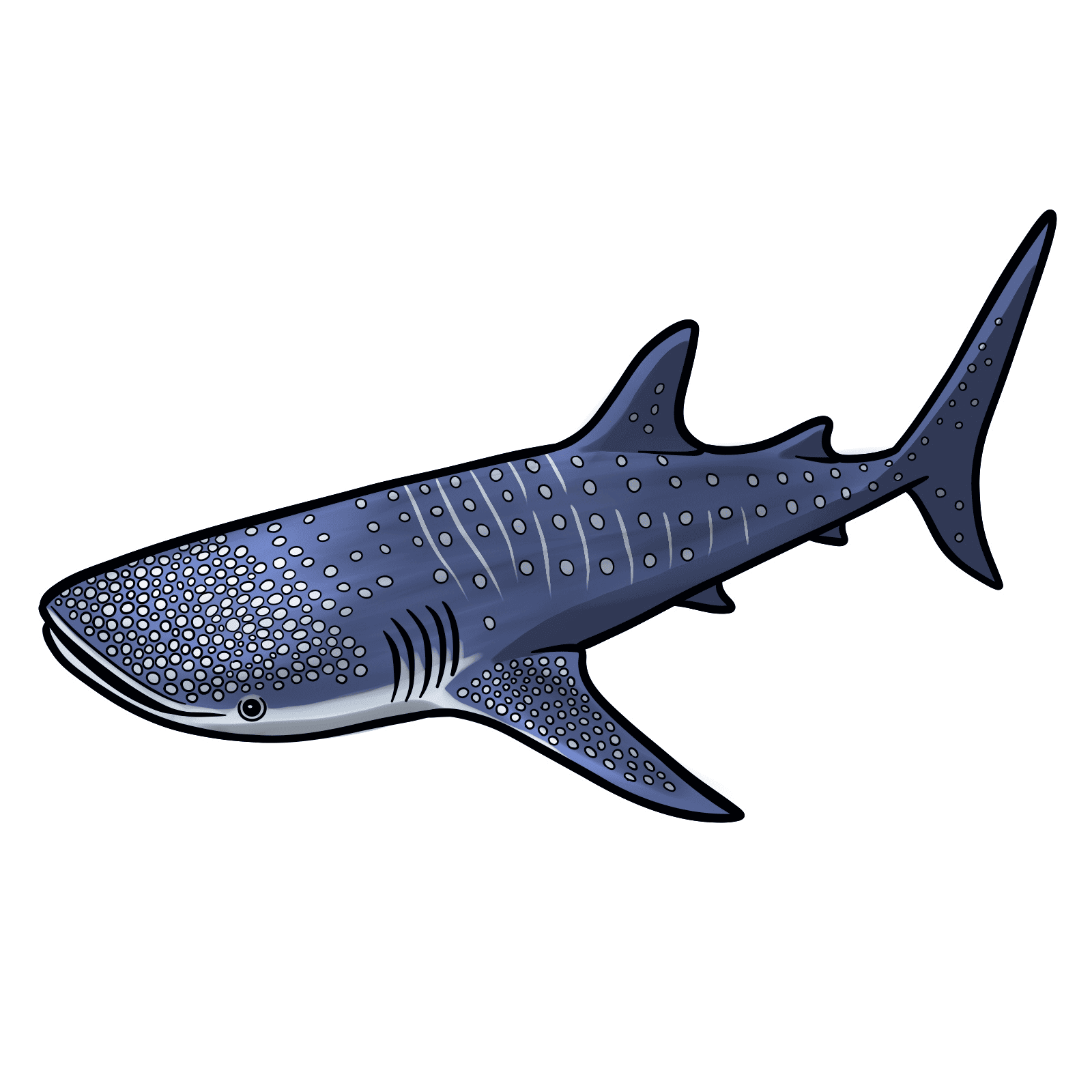 Whale_Shark
