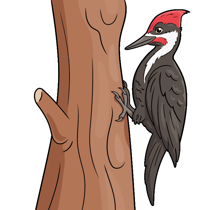Woodpecker