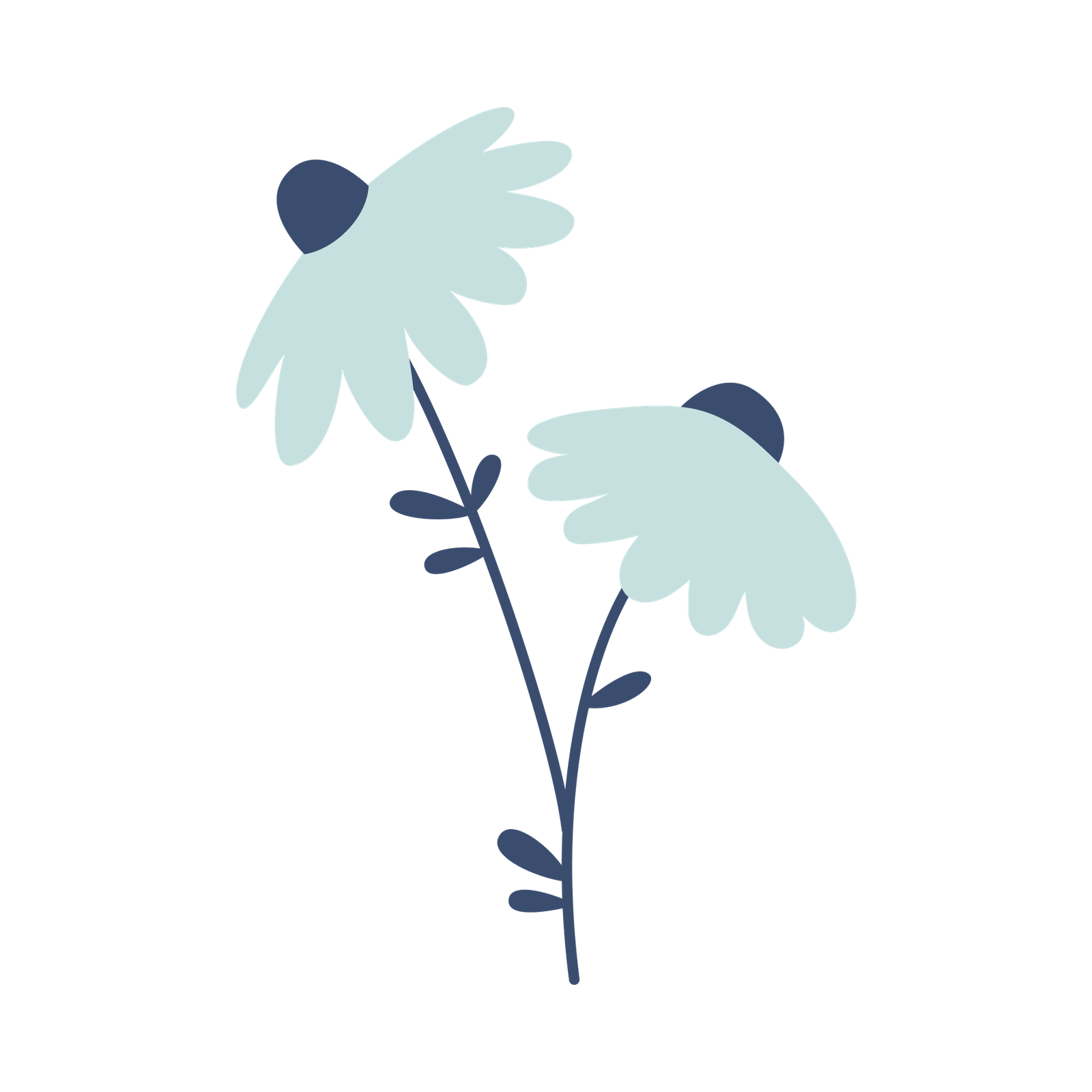 Camomile