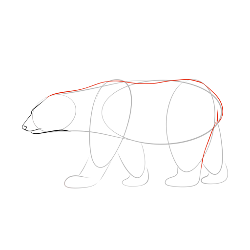 Bear — step 6