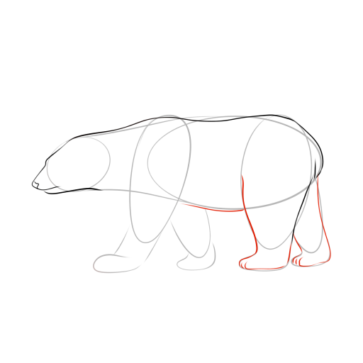 Bear — step 7