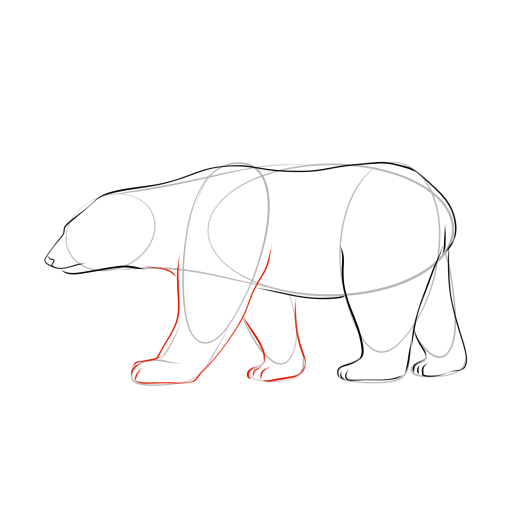 Bear — step 8