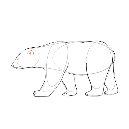 Bear — step 9