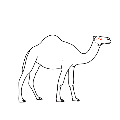 Camel — step 10