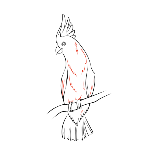 Cockatoo — step 10