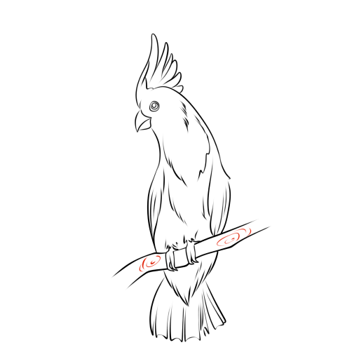 Cockatoo — step 11
