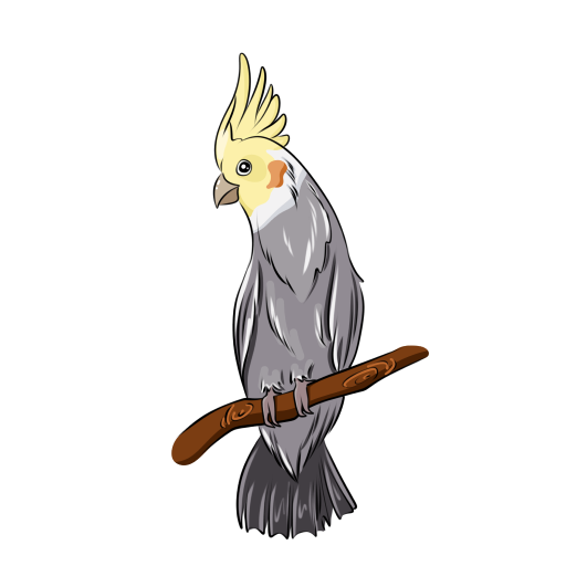 Cockatoo