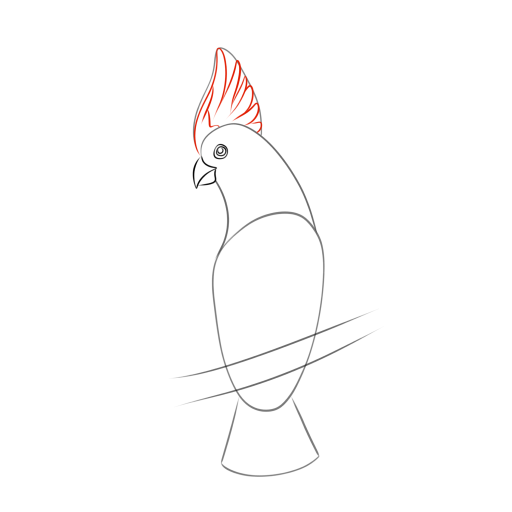 Cockatoo — step 5