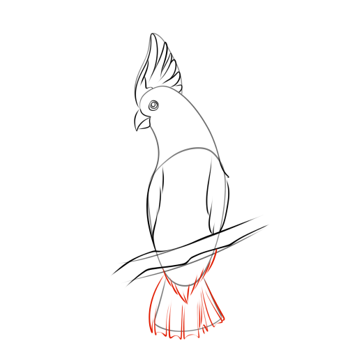 Cockatoo — step 8