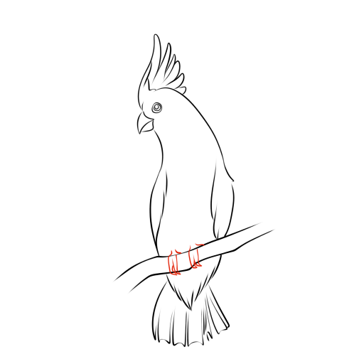 Cockatoo — step 9