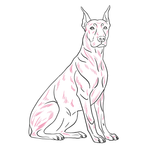 Doberman — step 10