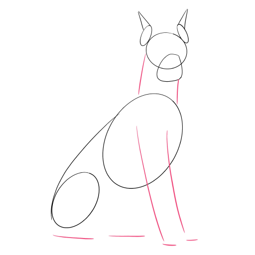 Doberman — step 3