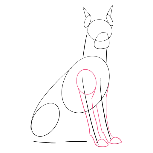 Doberman — step 4