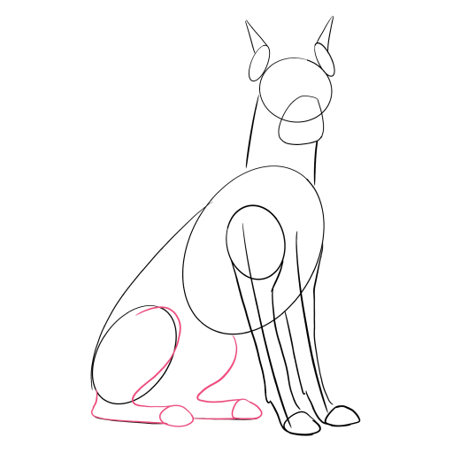 Doberman — step 5