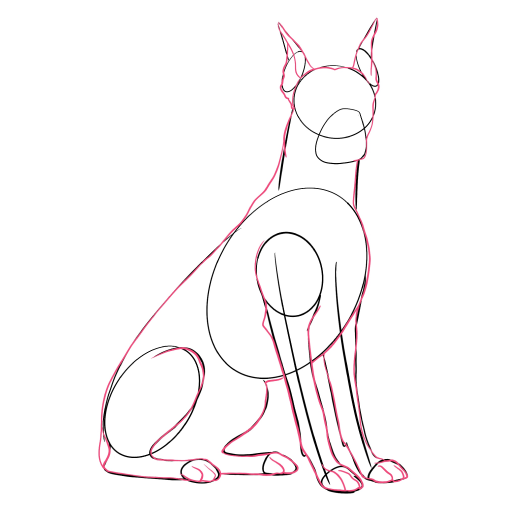 Doberman — step 6