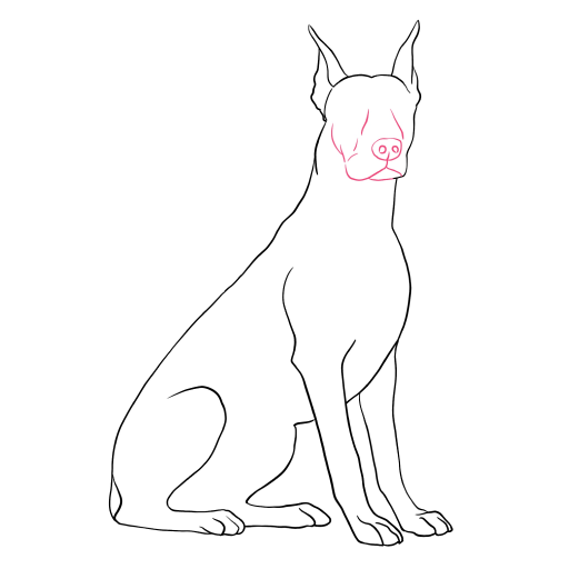 Doberman — step 7