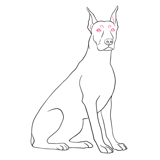 Doberman — step 8