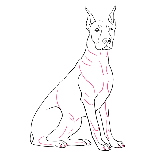 Doberman — step 9