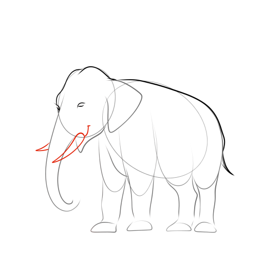 Elephant — step 11