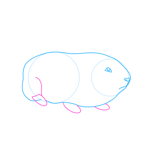 Guinea Pig — step 4