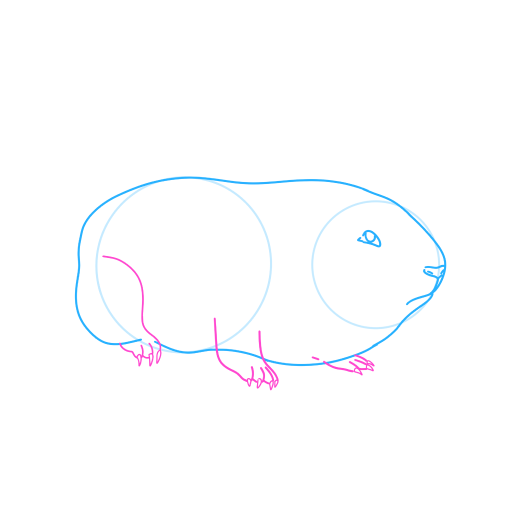 Guinea Pig — step 5