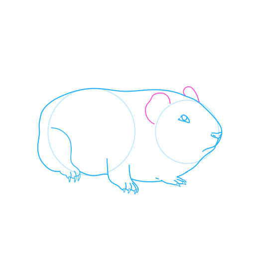 Guinea Pig — step 6