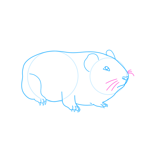 Guinea Pig — step 7