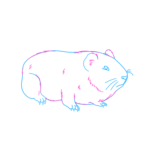 Guinea Pig — step 8