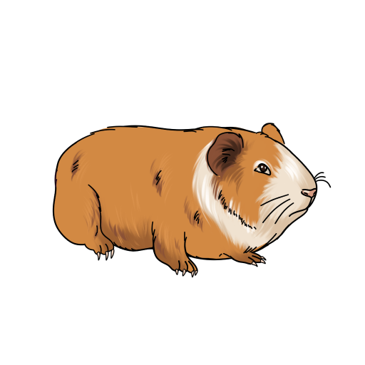 Guinea Pig