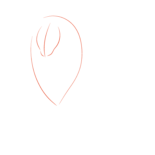 Lion — step 1