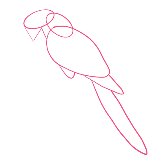Macaw Parrot — step 1