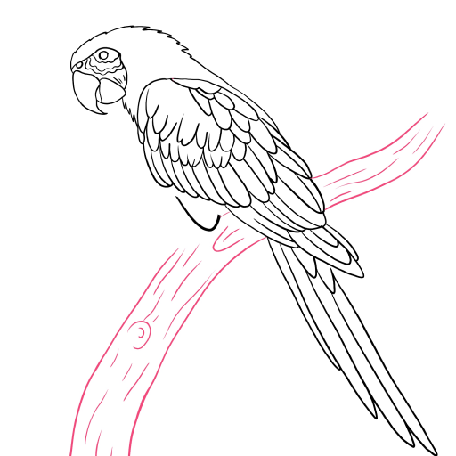 Macaw Parrot — step 10
