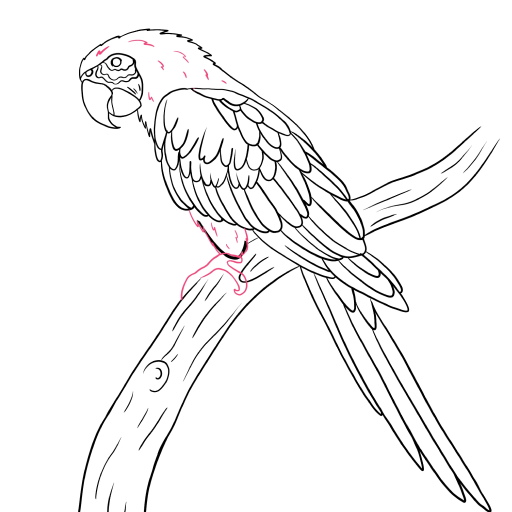 Macaw Parrot — step 11