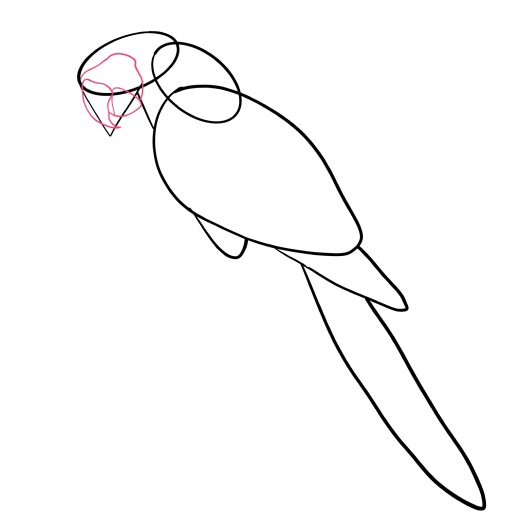 Macaw Parrot — step 2