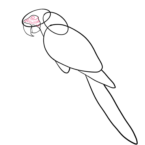 Macaw Parrot — step 3