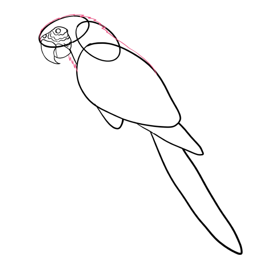Macaw Parrot — step 4