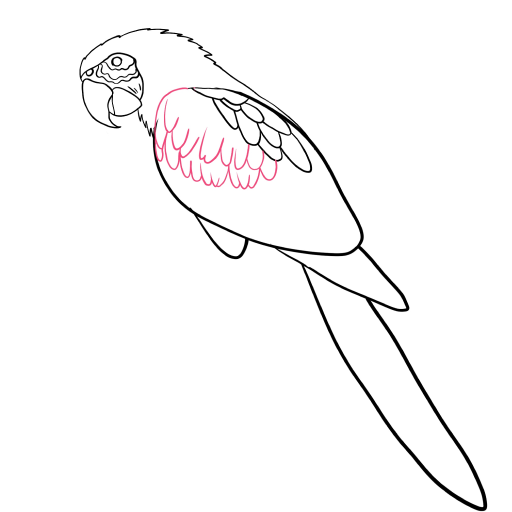 Macaw Parrot — step 5