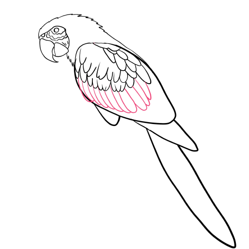 Macaw Parrot — step 6