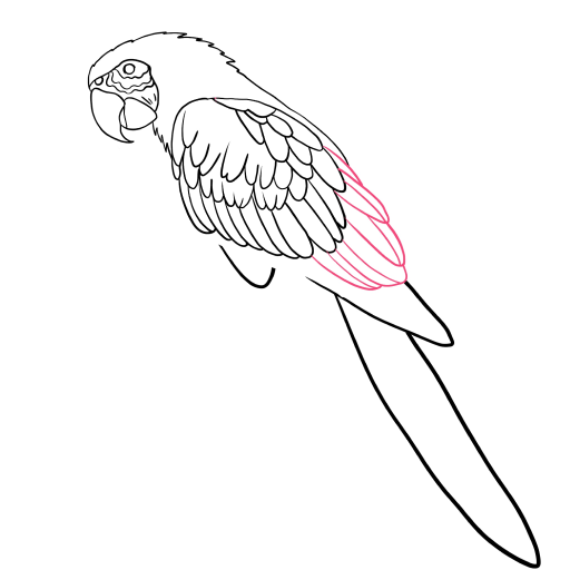 Macaw Parrot — step 7