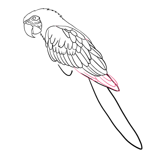Macaw Parrot — step 8