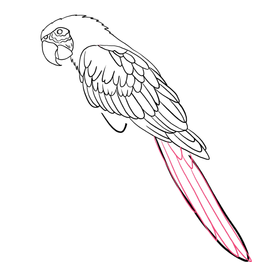 Macaw Parrot — step 9