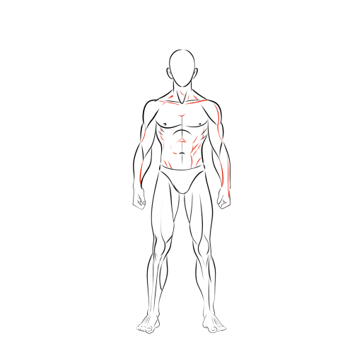Male Body — step 13
